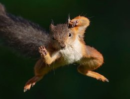  Squirrels