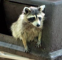  Trash Pandas