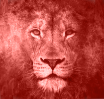  Media Lions