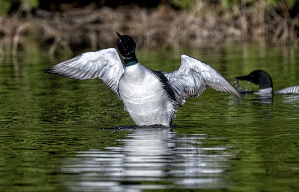 2_Loons_1_Up_04202023_copy.jpg