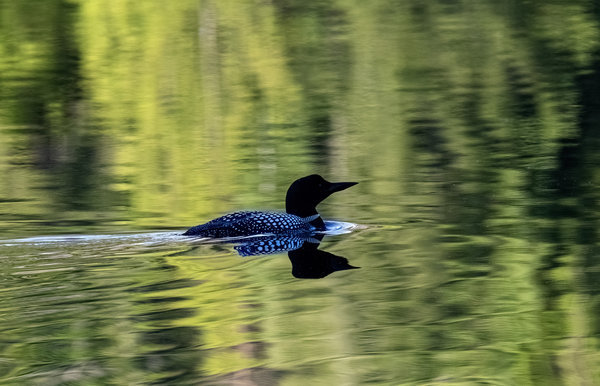 First_Loon_April_17_2023_.jpg