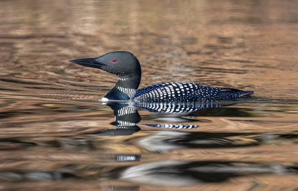 Loon_Reflections_2A_04202023.jpg